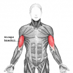 Tendonitis of the Long Head of the Biceps